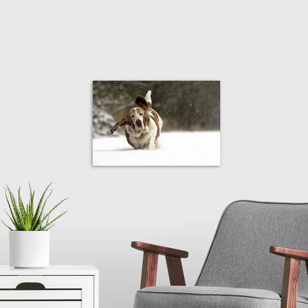 A modern room featuring A floppy basset hound runs through fresh snow in winter playground.