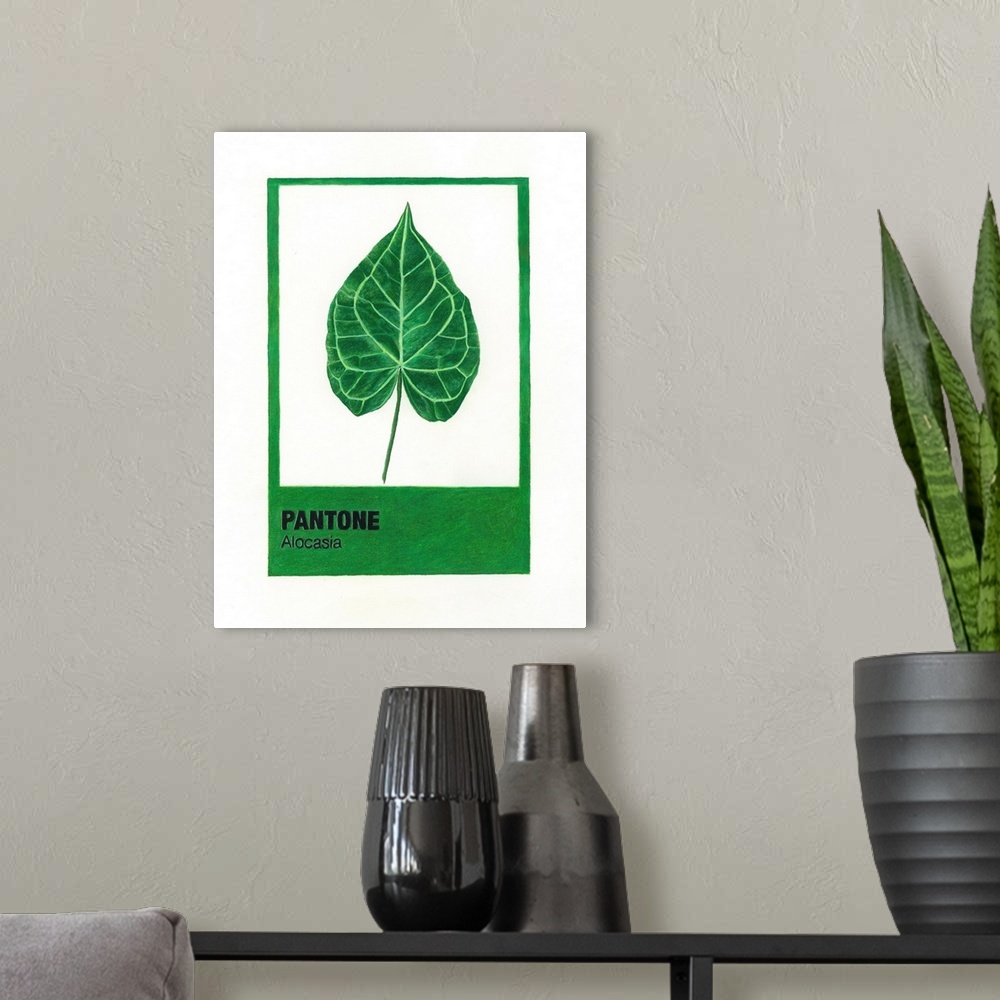 A modern room featuring Alocasia