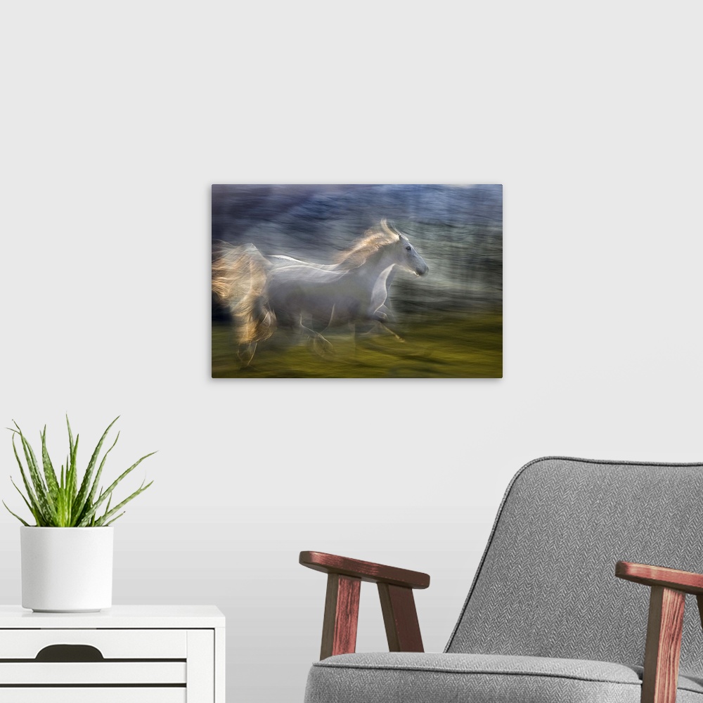 A modern room featuring Multiple exposure of a white horse galloping in a green field.