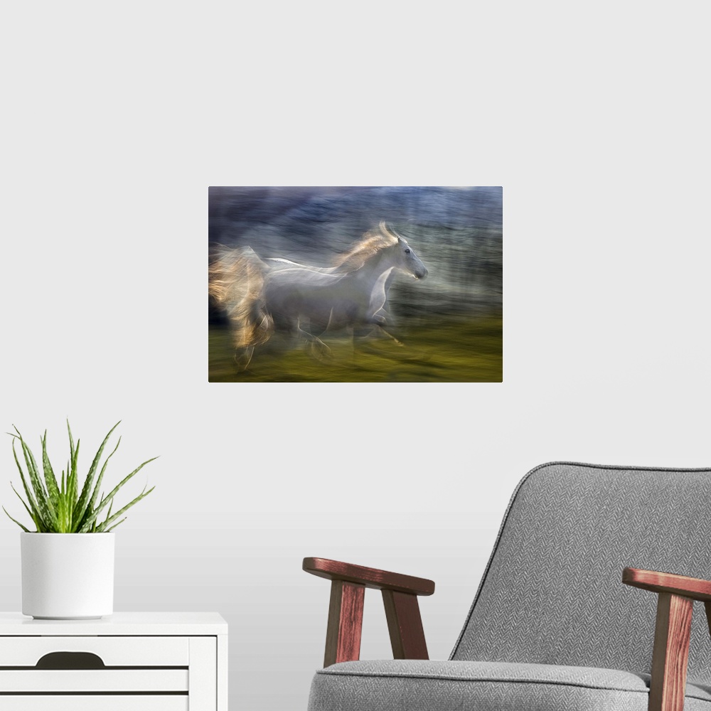 A modern room featuring Multiple exposure of a white horse galloping in a green field.