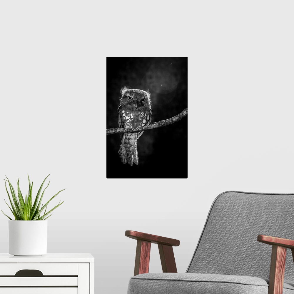 A modern room featuring A small owl perched on a branch.