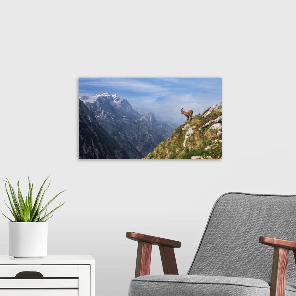 A modern room featuring Alpine Ibex In The Mountains