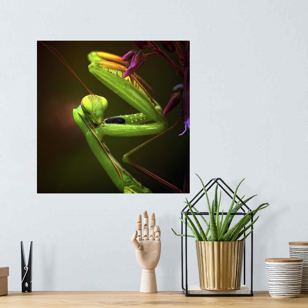 A bohemian room featuring Portrait of a Praying Mantis with its forelegs folded up.