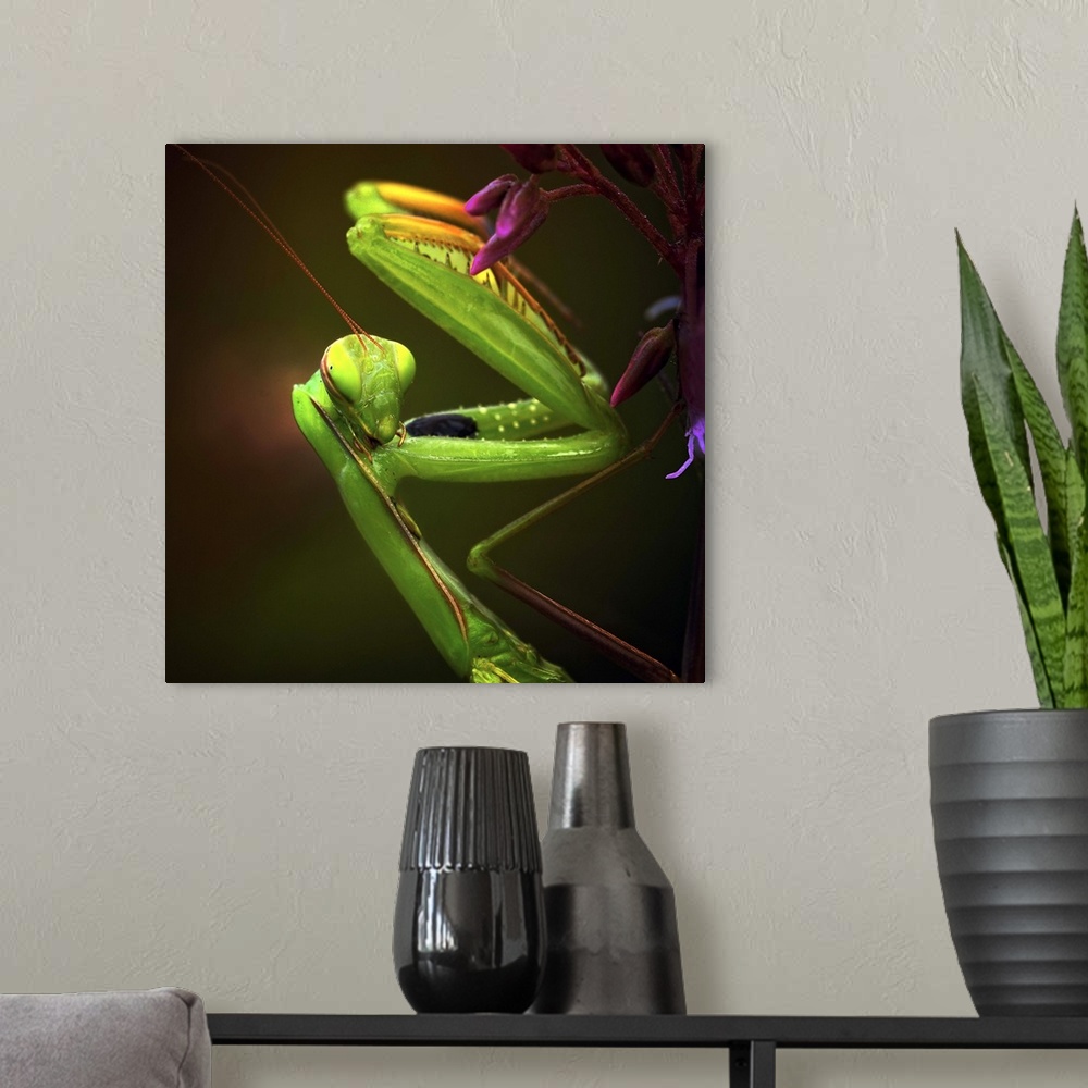 A modern room featuring Portrait of a Praying Mantis with its forelegs folded up.