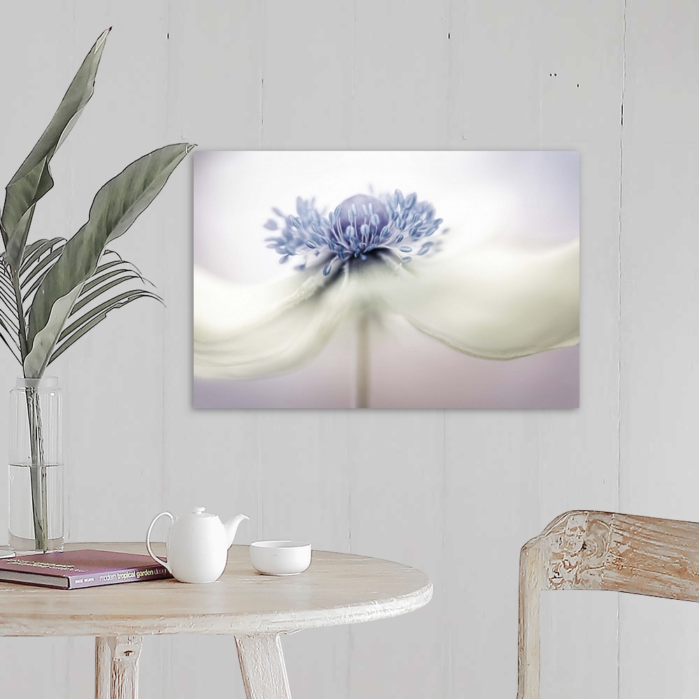 A farmhouse room featuring Close up photo of the center of a white Anemone flower.