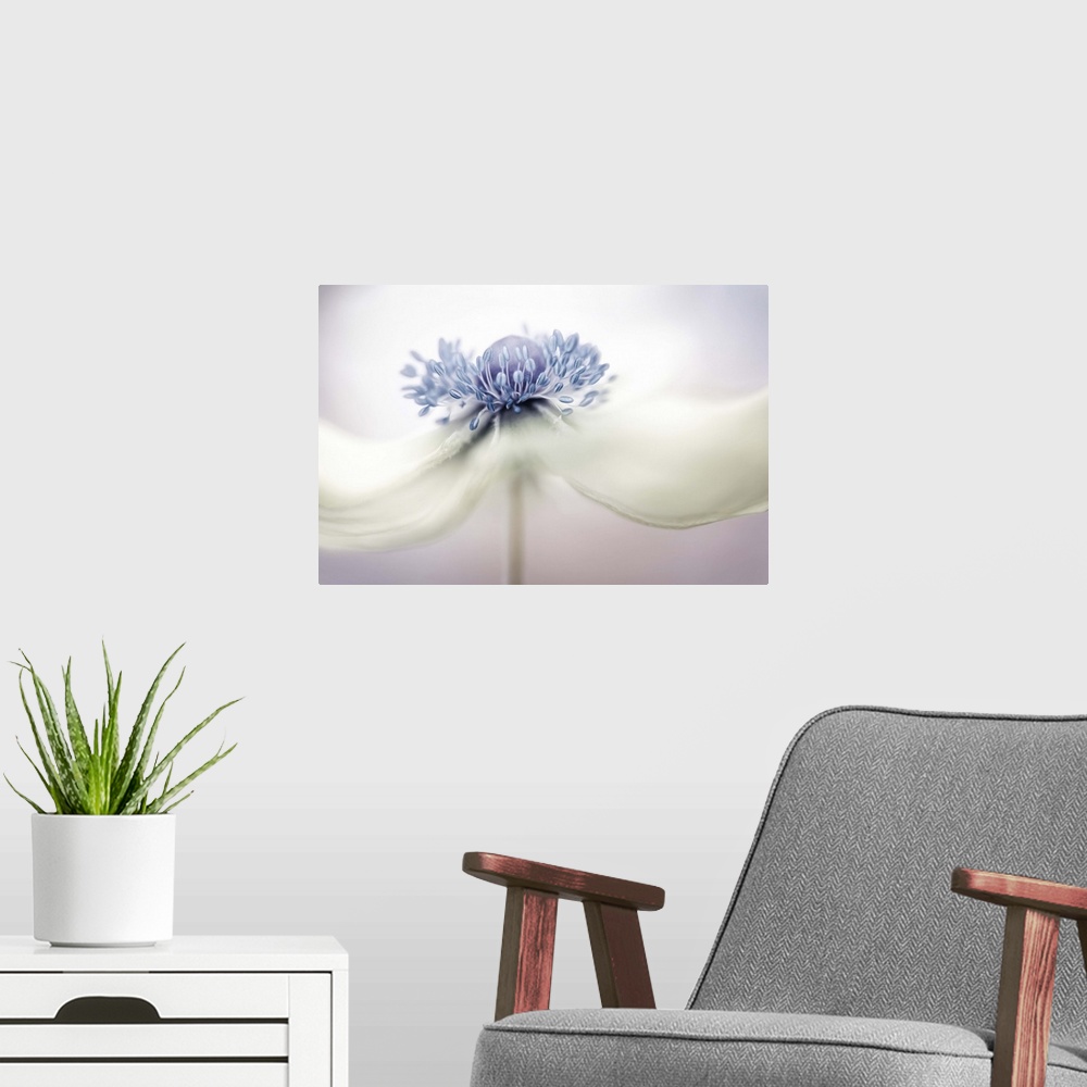 A modern room featuring Close up photo of the center of a white Anemone flower.