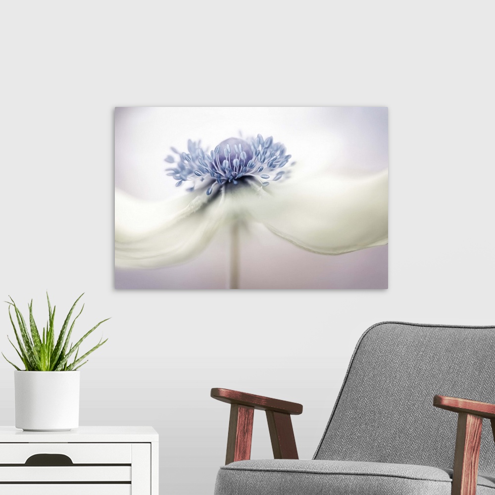 A modern room featuring Close up photo of the center of a white Anemone flower.