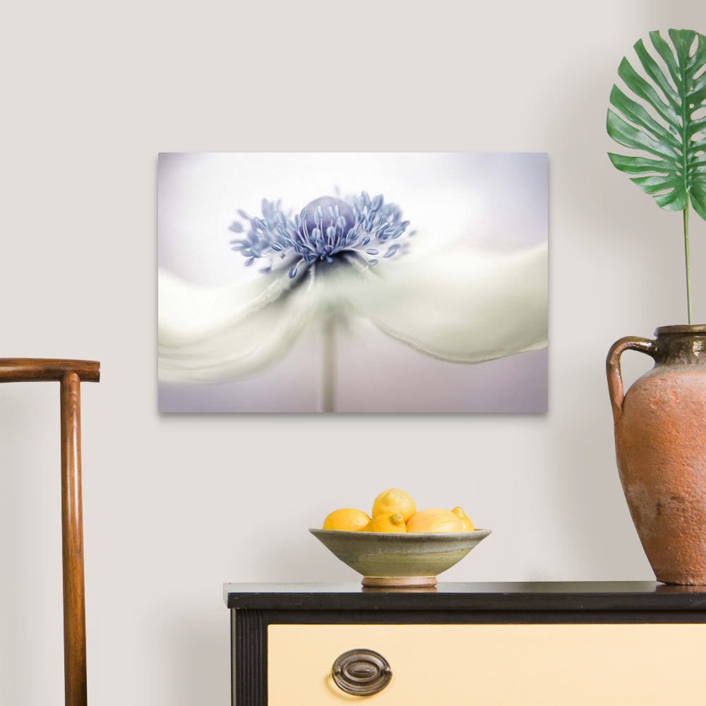 A traditional room featuring Close up photo of the center of a white Anemone flower.
