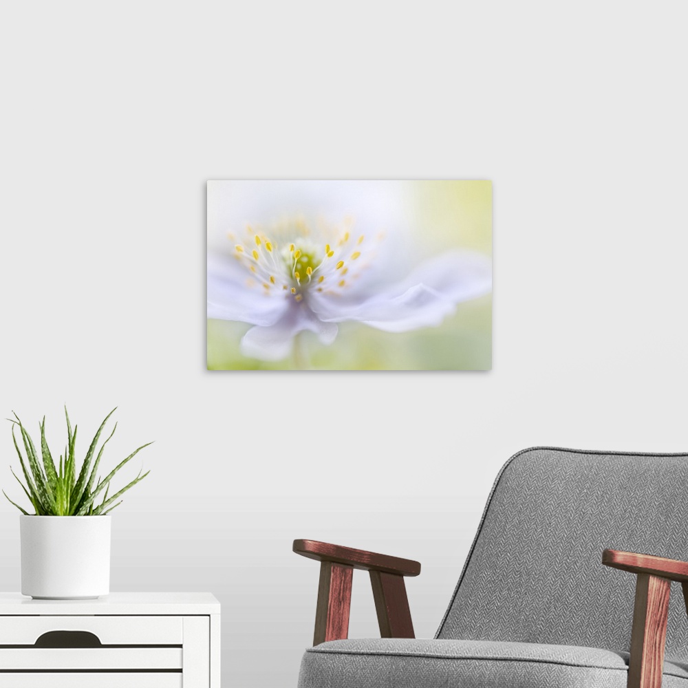 A modern room featuring Anemone Beauty