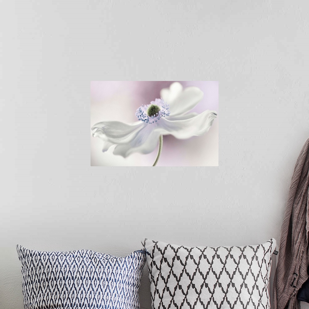 A bohemian room featuring Close up image of a beautiful white anemone with long petals.