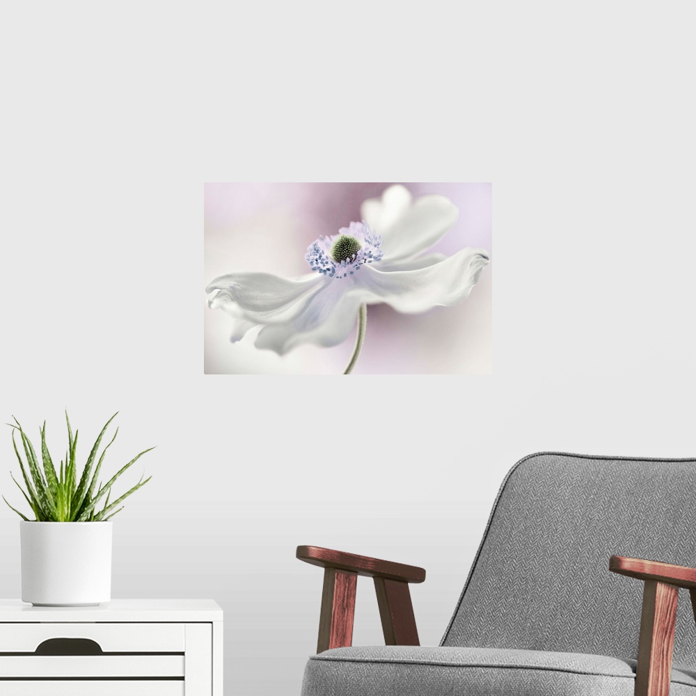 A modern room featuring Close up image of a beautiful white anemone with long petals.