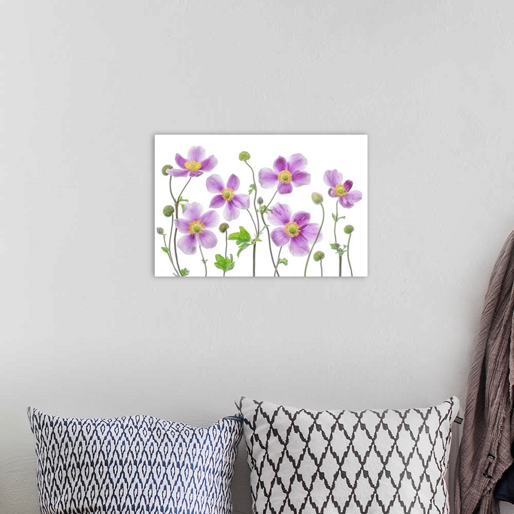 A bohemian room featuring A group of pink anemone flowers on a white background.