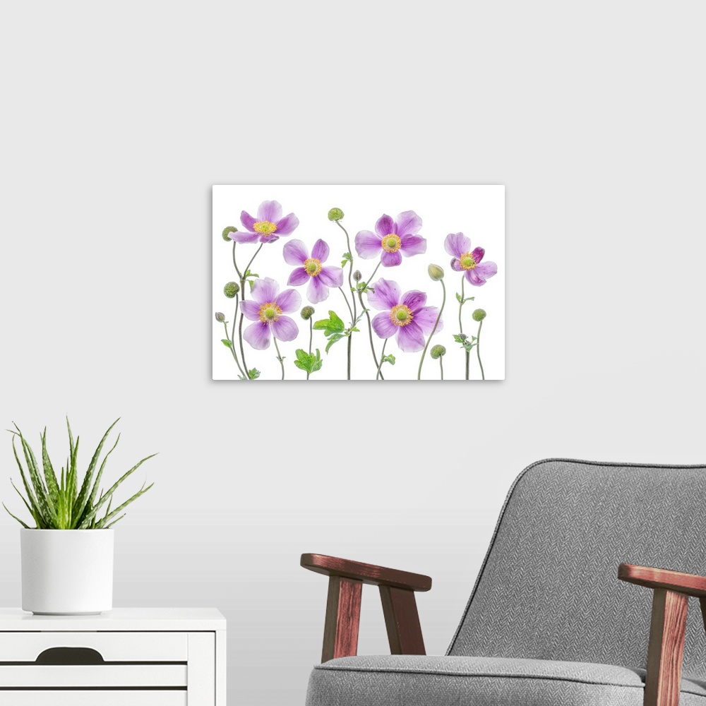 A modern room featuring A group of pink anemone flowers on a white background.