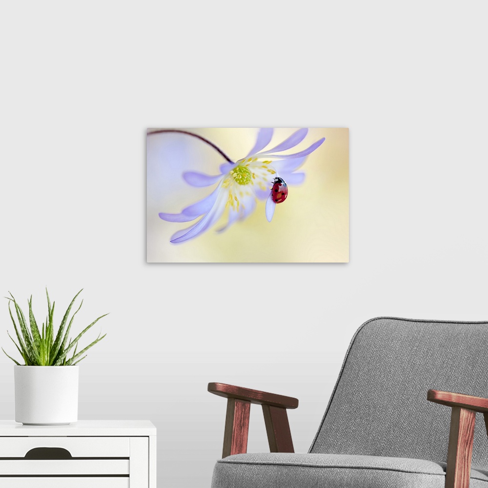 A modern room featuring Anemone Lady