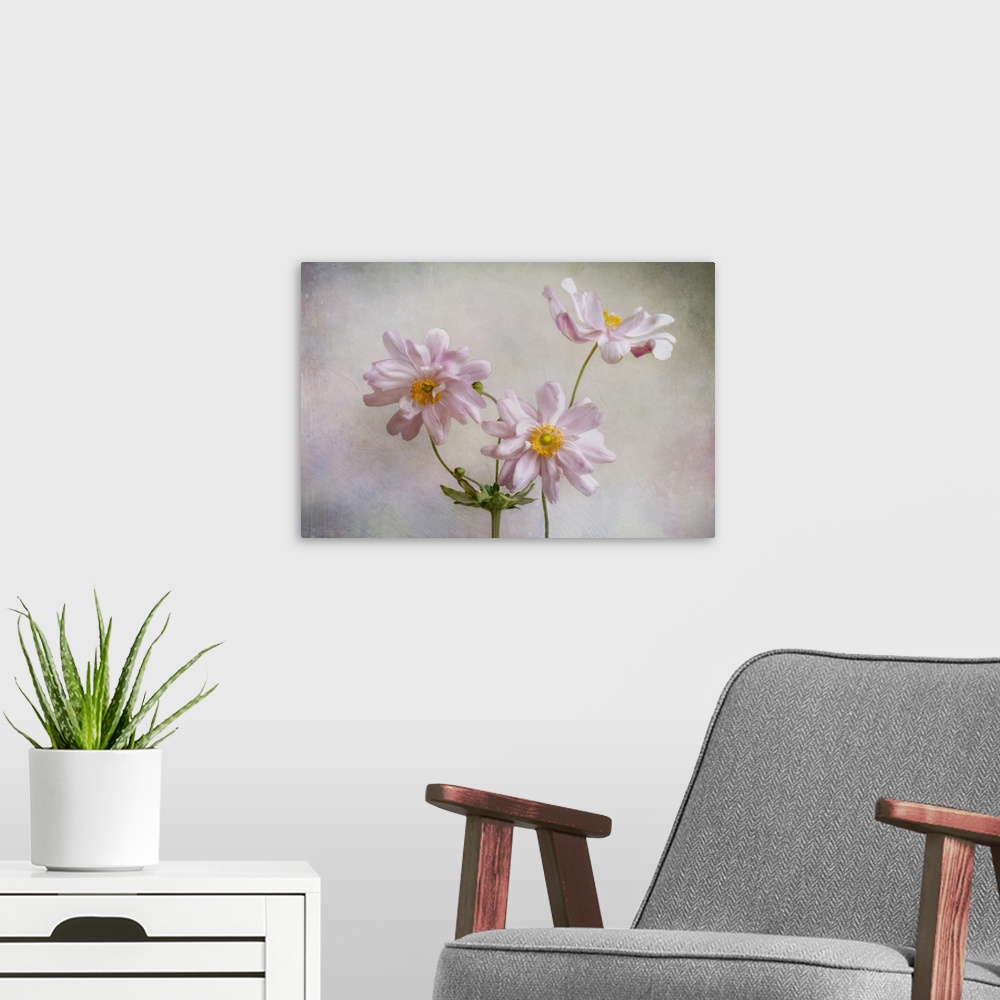 A modern room featuring Anemones