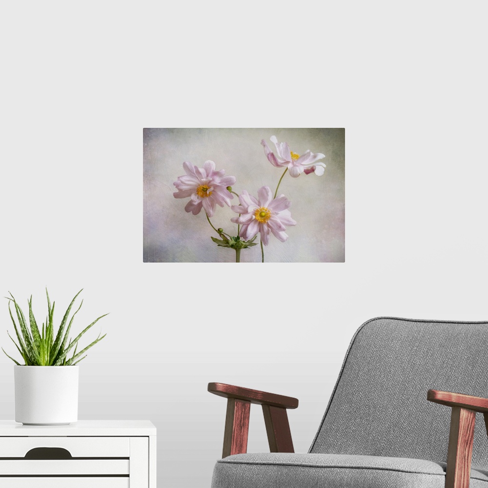 A modern room featuring Anemones