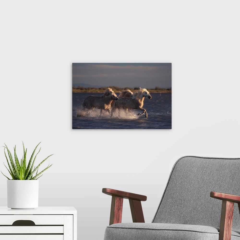 A modern room featuring Angels Of Camargue
