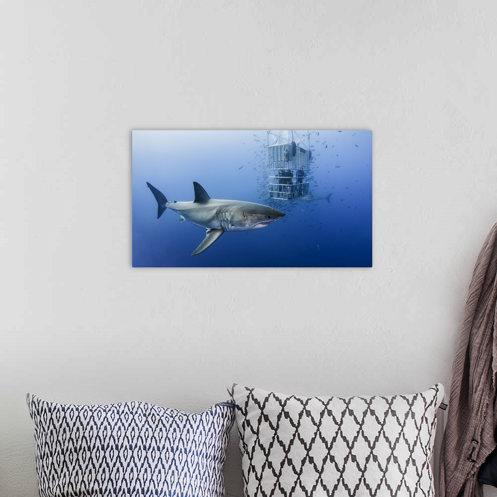 A bohemian room featuring A Great White Shark circling scuba divers in a metal cage.