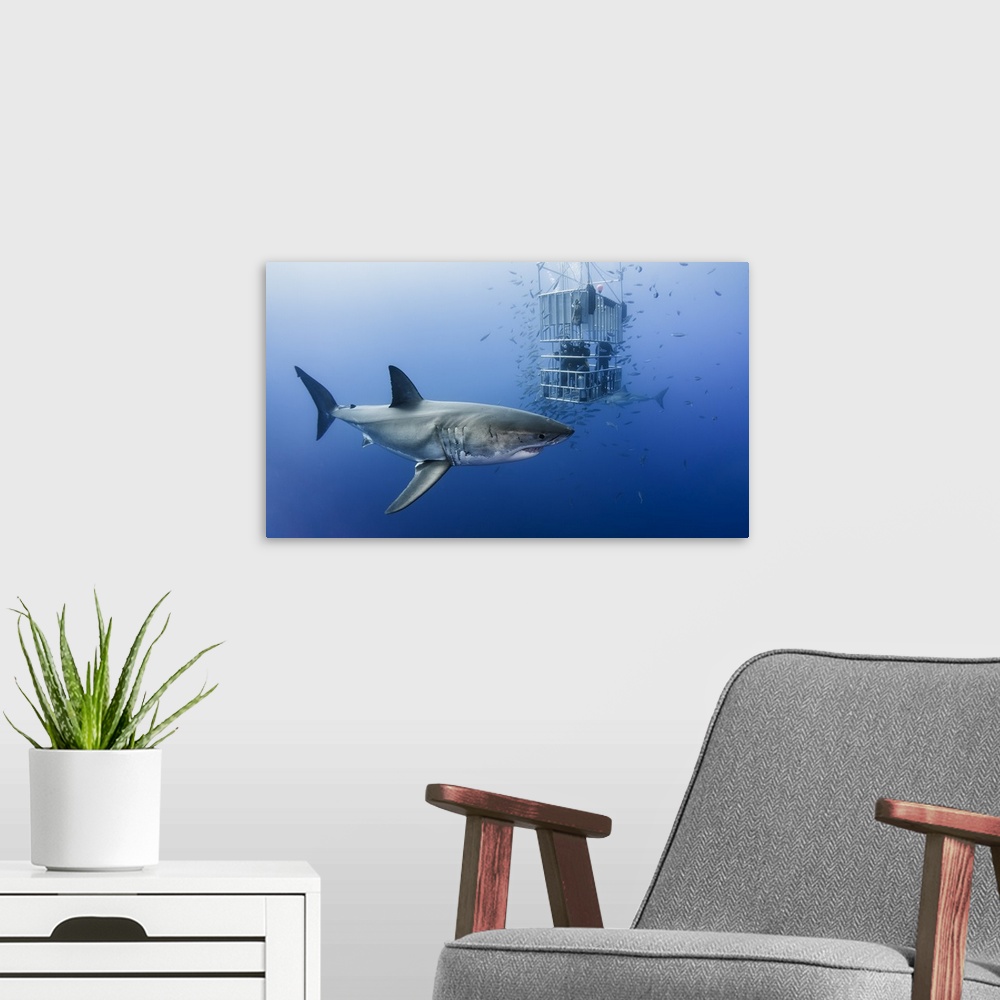 A modern room featuring A Great White Shark circling scuba divers in a metal cage.
