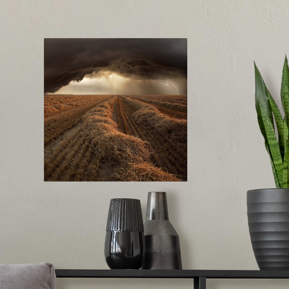 A modern room featuring Dark storm clouds with lightning over a tilled field of straw.