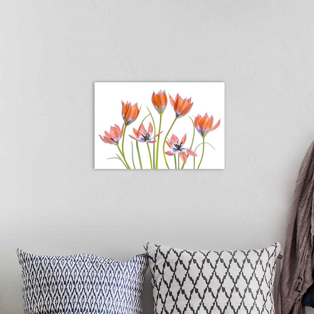 A bohemian room featuring Apricot Tulips