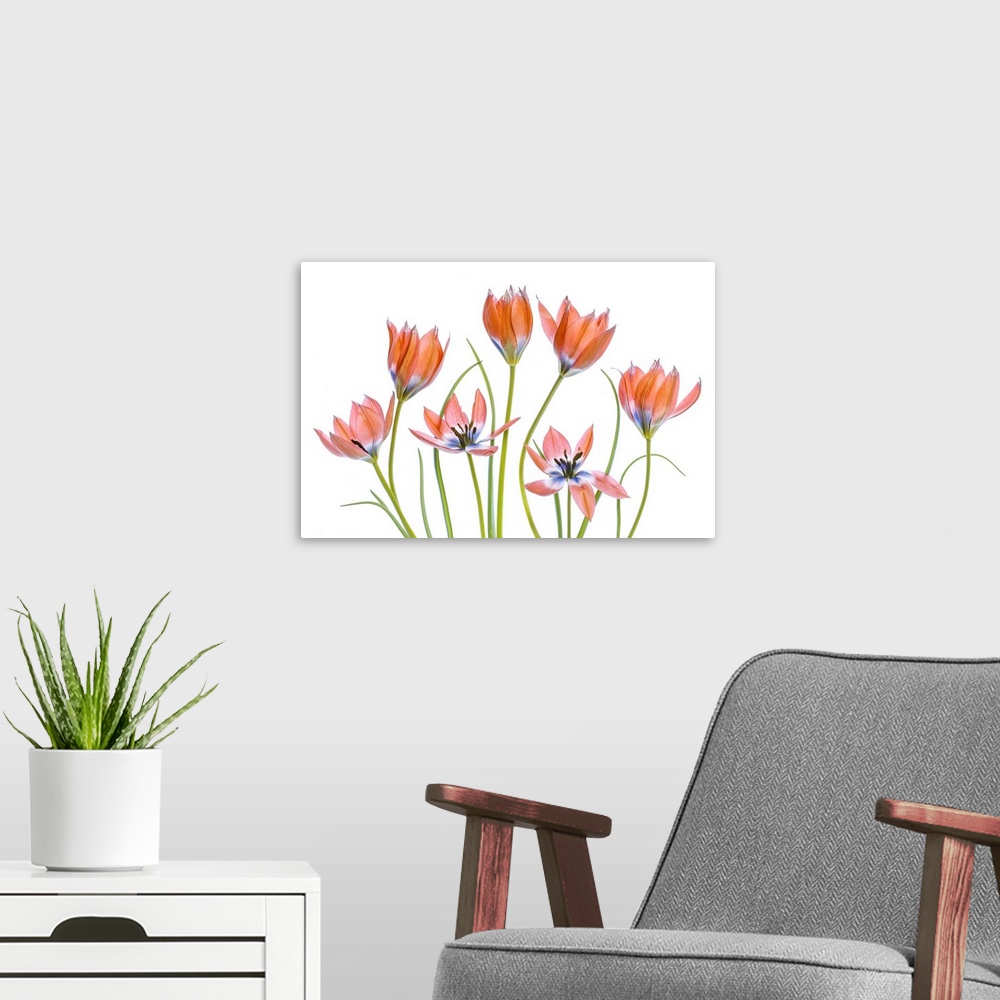 A modern room featuring Apricot Tulips