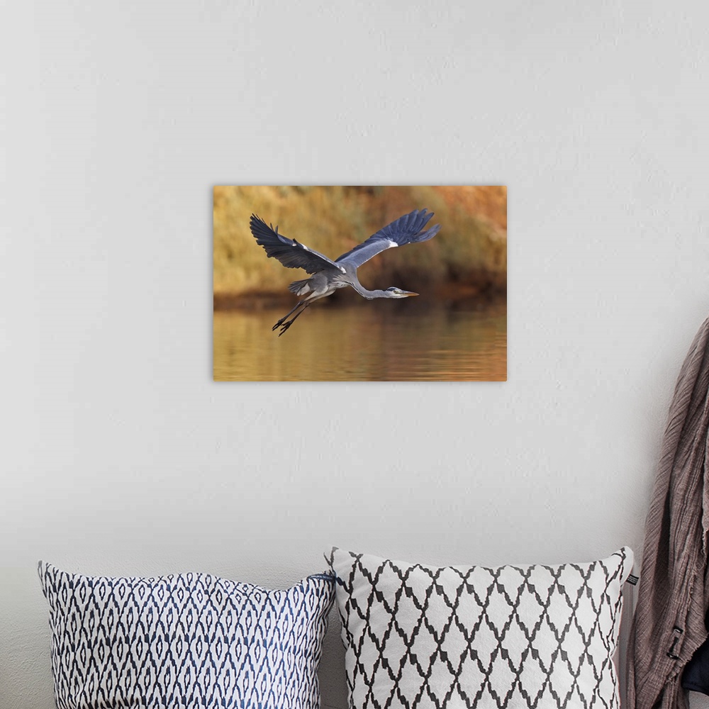 A bohemian room featuring A Great Blue Heron flies low over the water, with wings and neck outstretched.