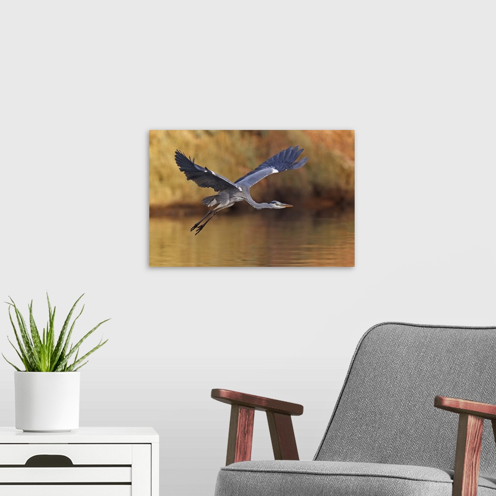A modern room featuring A Great Blue Heron flies low over the water, with wings and neck outstretched.