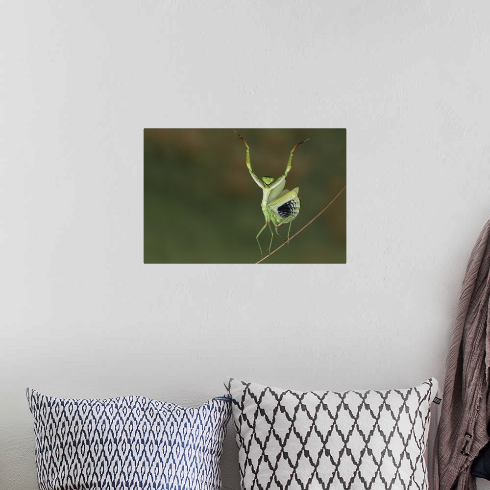 A bohemian room featuring A mantis raises its forelegs and spreads its wings on a thin branch.