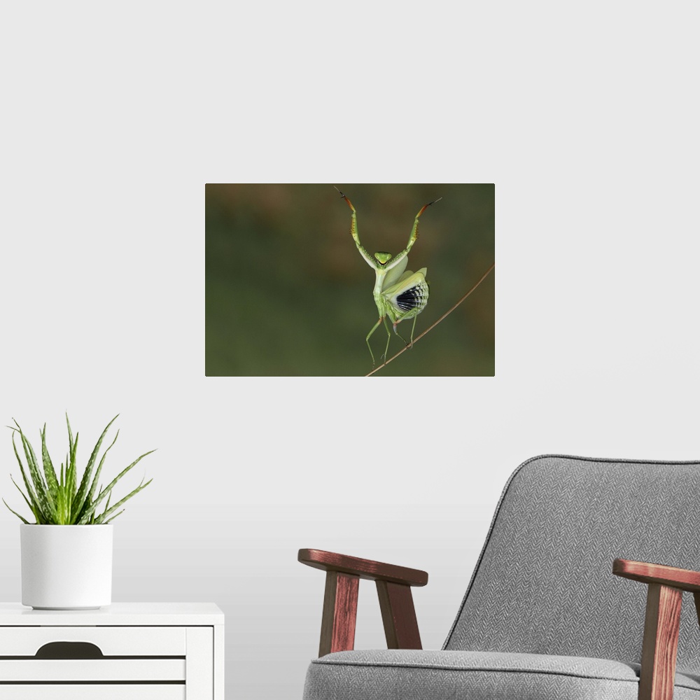 A modern room featuring A mantis raises its forelegs and spreads its wings on a thin branch.