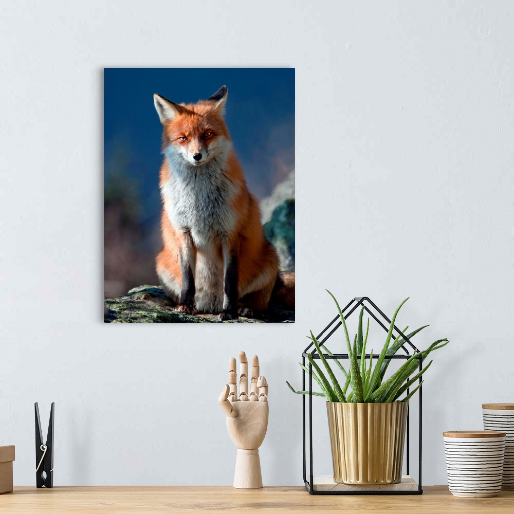 A bohemian room featuring A curious red fox sitting on a rock in the wilderness.