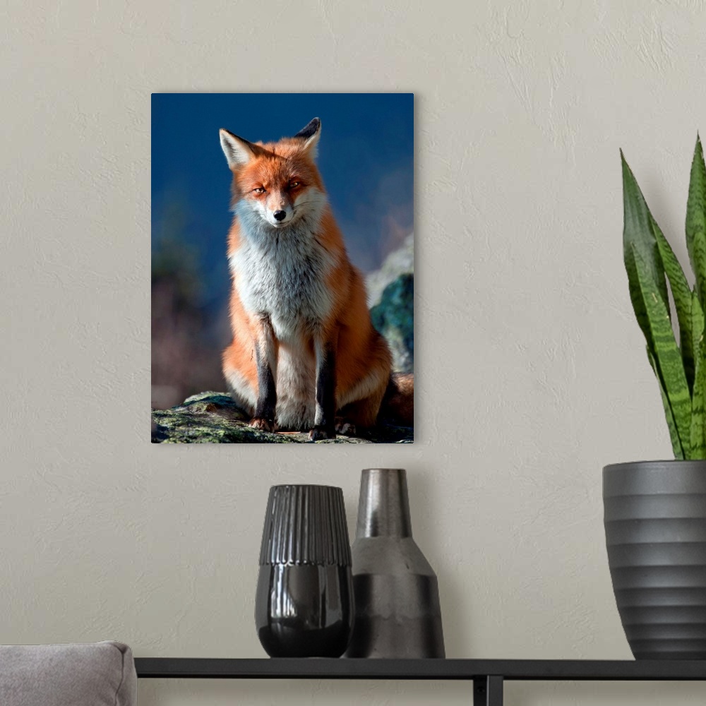 A modern room featuring A curious red fox sitting on a rock in the wilderness.