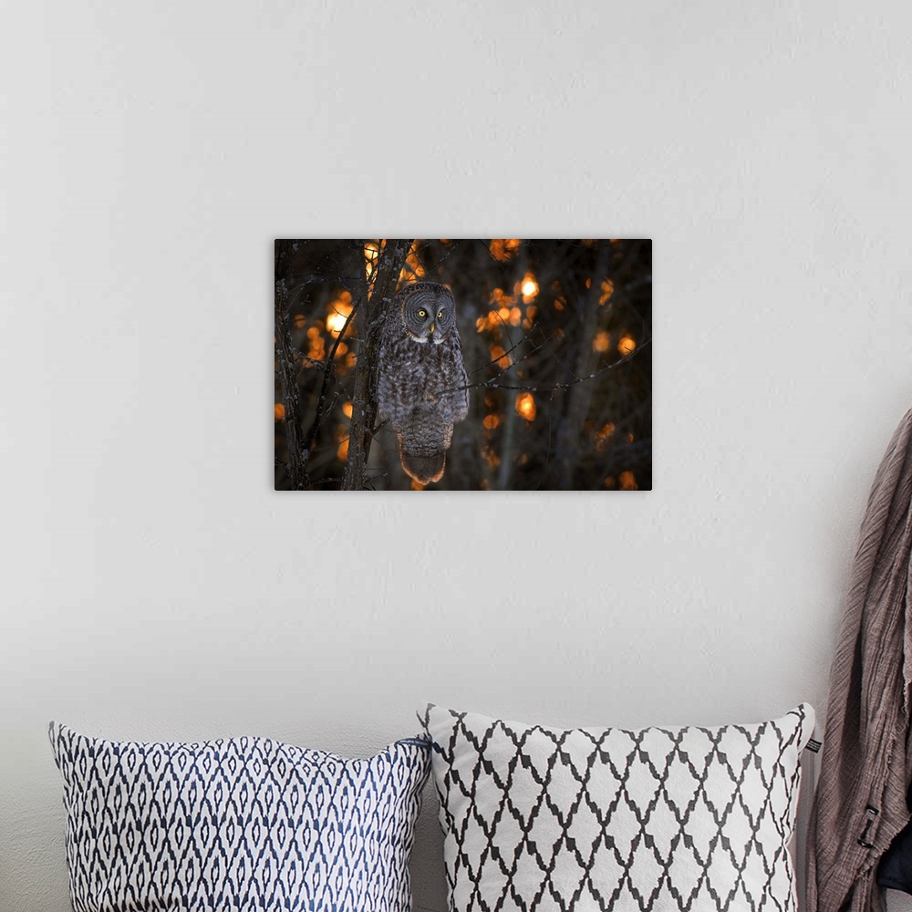 A bohemian room featuring A Great Gray Owl with bright yellow eyes sits on a branch at sunset.