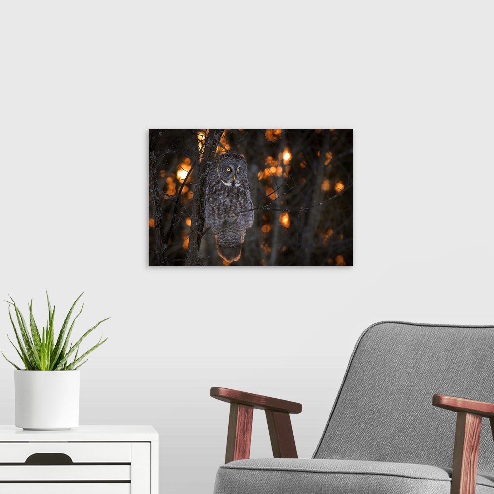 A modern room featuring A Great Gray Owl with bright yellow eyes sits on a branch at sunset.