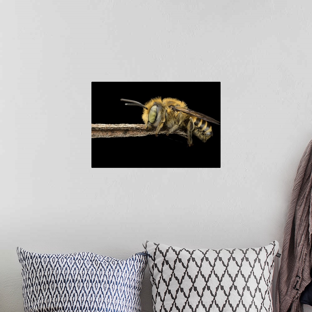 A bohemian room featuring Macro image of a bee hanging on to the end of a small twig, its fuzzy legs and spotted eyes clear...