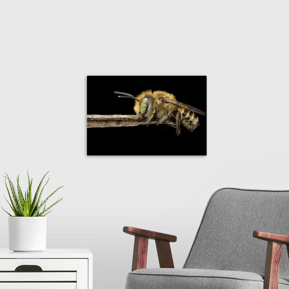 A modern room featuring Macro image of a bee hanging on to the end of a small twig, its fuzzy legs and spotted eyes clear...