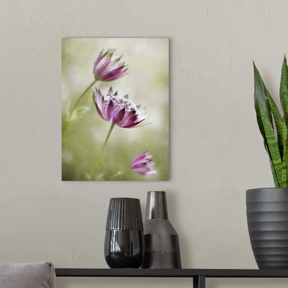 A modern room featuring Three blooming masterwort flowers with a pale green background.