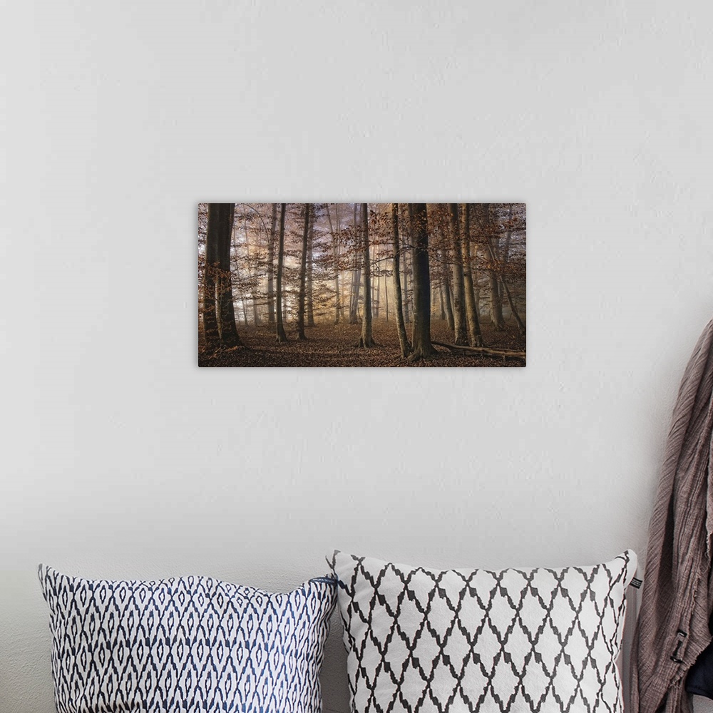 A bohemian room featuring Forest in the fall with trees and the ground full of orange leaves.