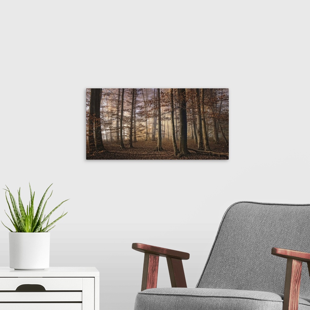 A modern room featuring Forest in the fall with trees and the ground full of orange leaves.