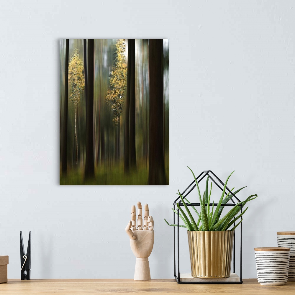 A bohemian room featuring Blurred motion image of vivid yellow leaves standing out in a forest of dark trees.