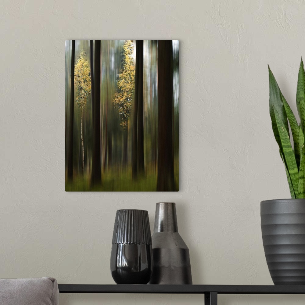 A modern room featuring Blurred motion image of vivid yellow leaves standing out in a forest of dark trees.