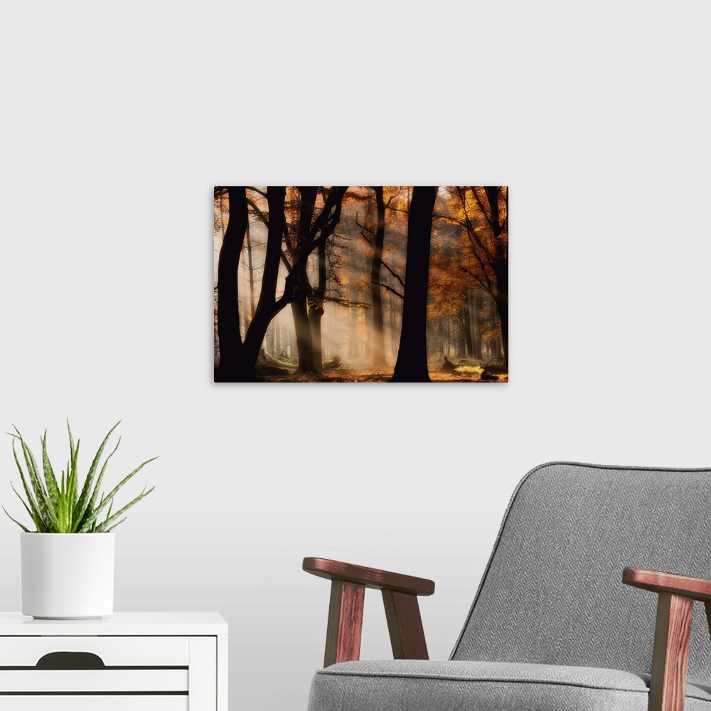A modern room featuring A misty forest in autumn with afternoon sunlight shining through.