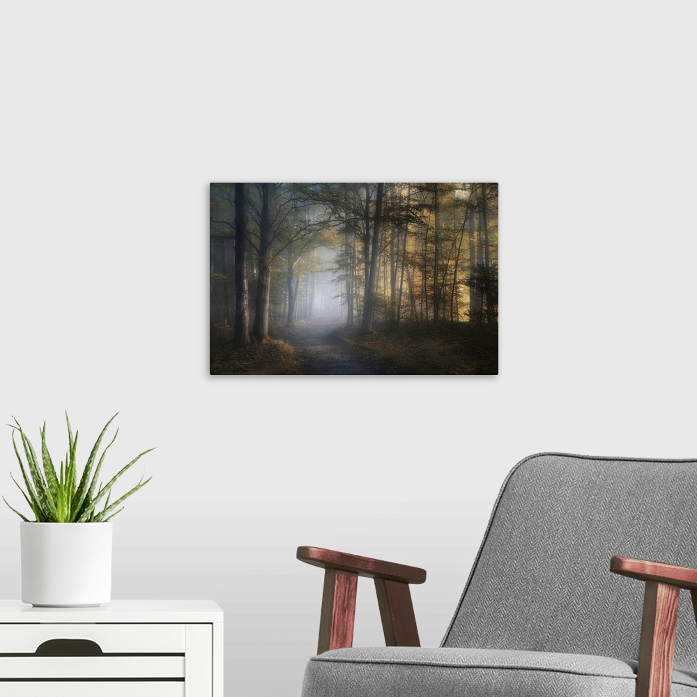 A modern room featuring A path through a misty forest in the fall.