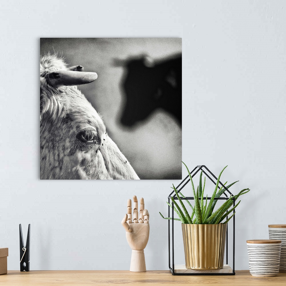 A bohemian room featuring A close-up photograph of a cows eyes and horns.