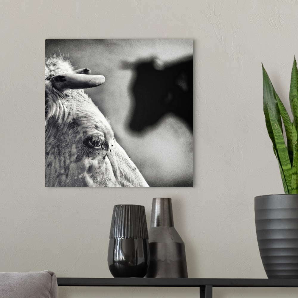 A modern room featuring A close-up photograph of a cows eyes and horns.