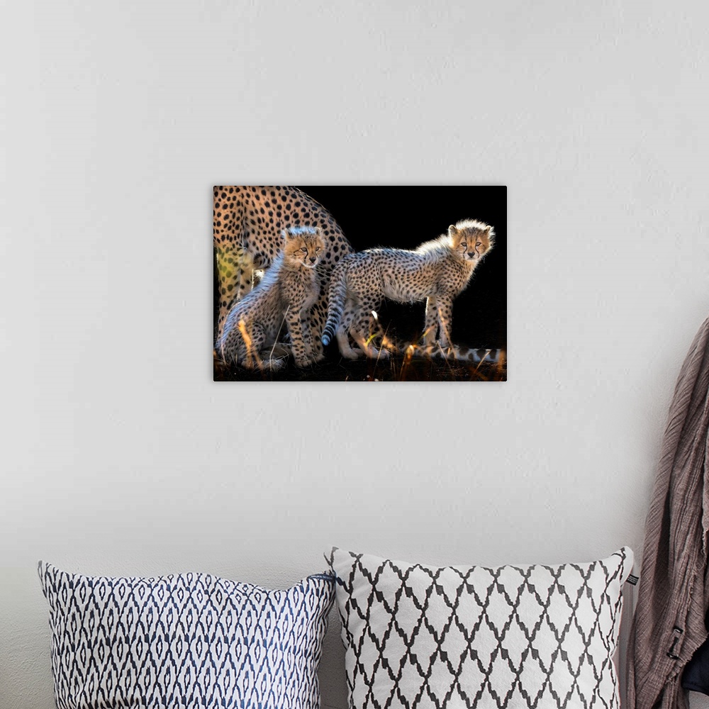 A bohemian room featuring Baby Cheetahs