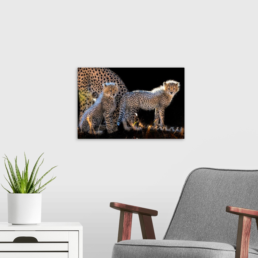 A modern room featuring Baby Cheetahs