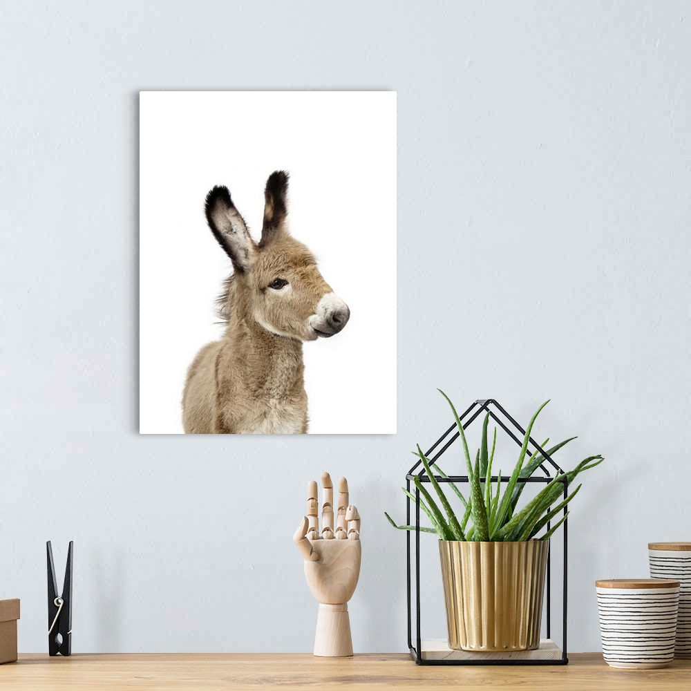 A bohemian room featuring Baby Donkey