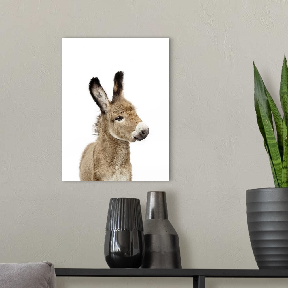 A modern room featuring Baby Donkey