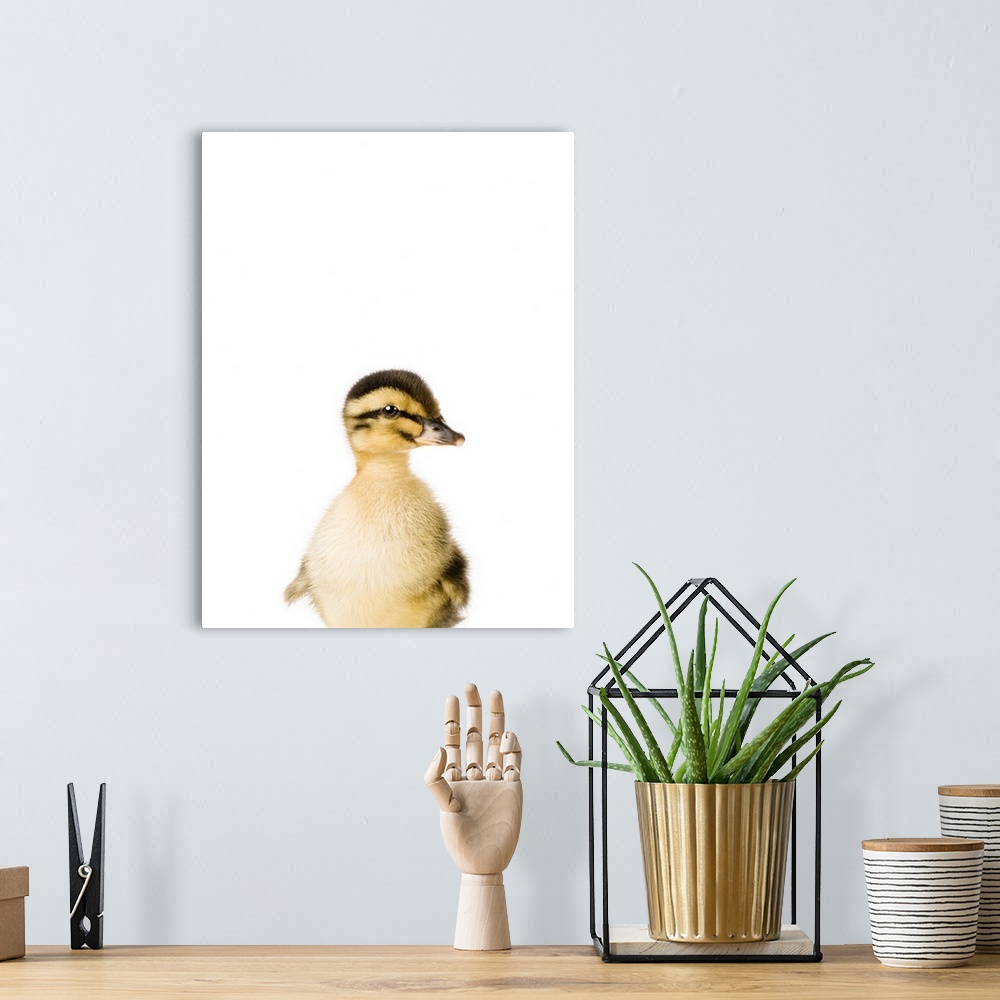 A bohemian room featuring Baby Duck